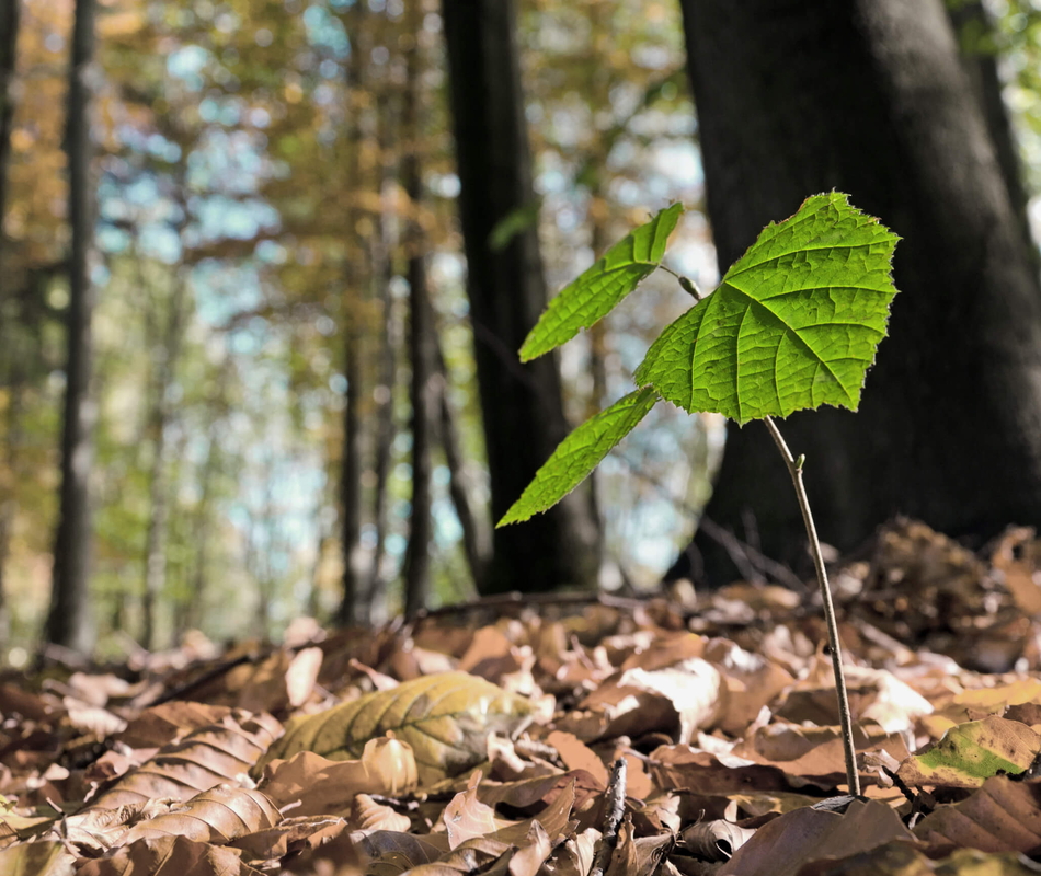 Grüner Setzling am Waldboden von Arnsberg