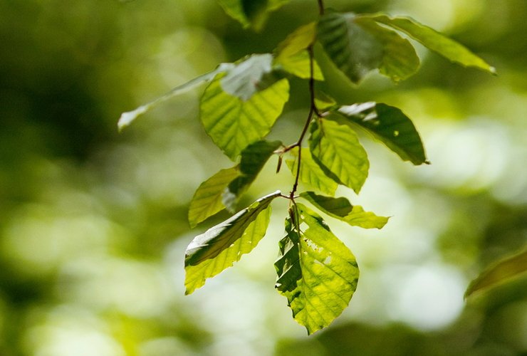 Grüne gesunde Blätter weisen auf Klimaneutralität hin